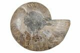 Cut & Polished Ammonite Fossil (Half) - Madagascar #212962-1